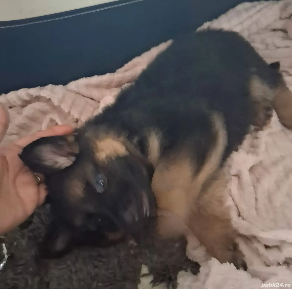 Pui,Ciobanesc German