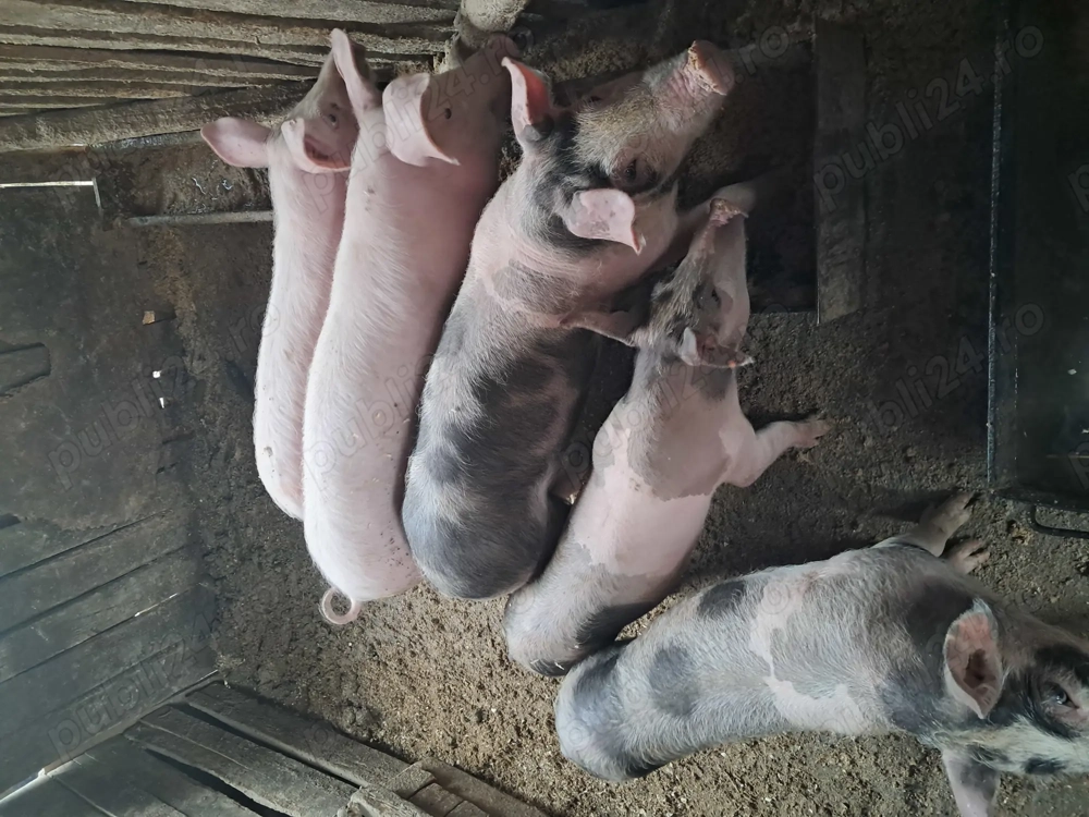 Purcelusi de vanzare 