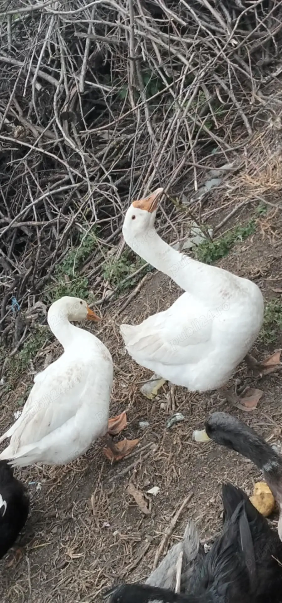 Vând două gâște și 4 iezi 