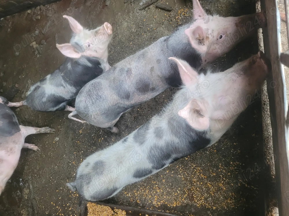 3 porci de vanzare