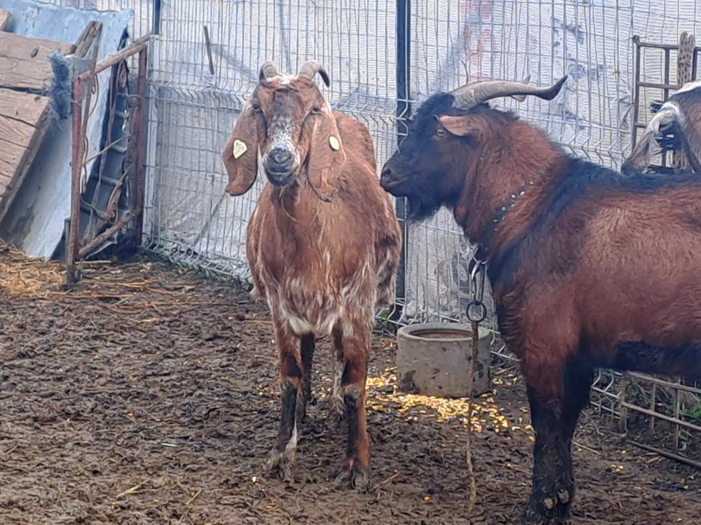 Capre anglo-nubiene și țap alpin 