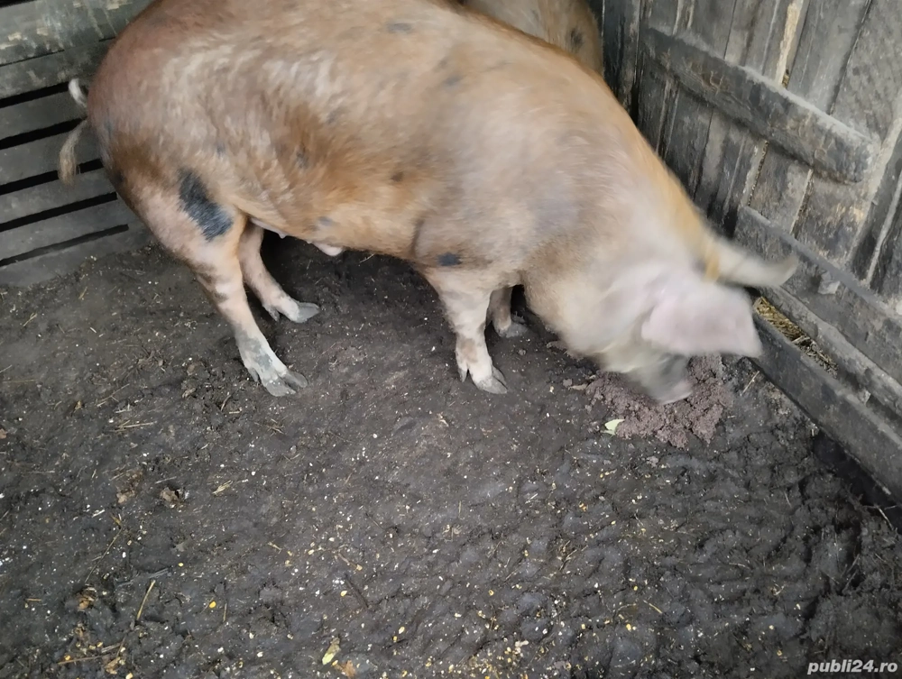 Ultimul rămas! sat Rași.