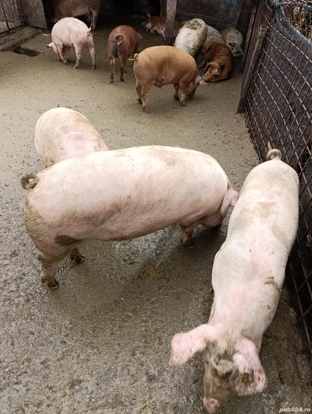 porci cu greutatea intre 70 si 100 kg 