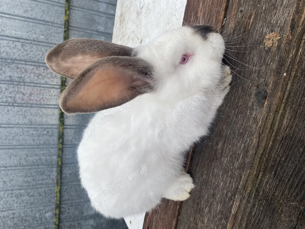 Vând mascul Uriaș de Transilvania 