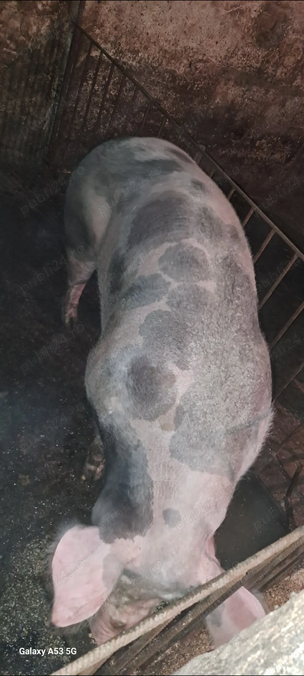 Scroafă pt.sacrificare