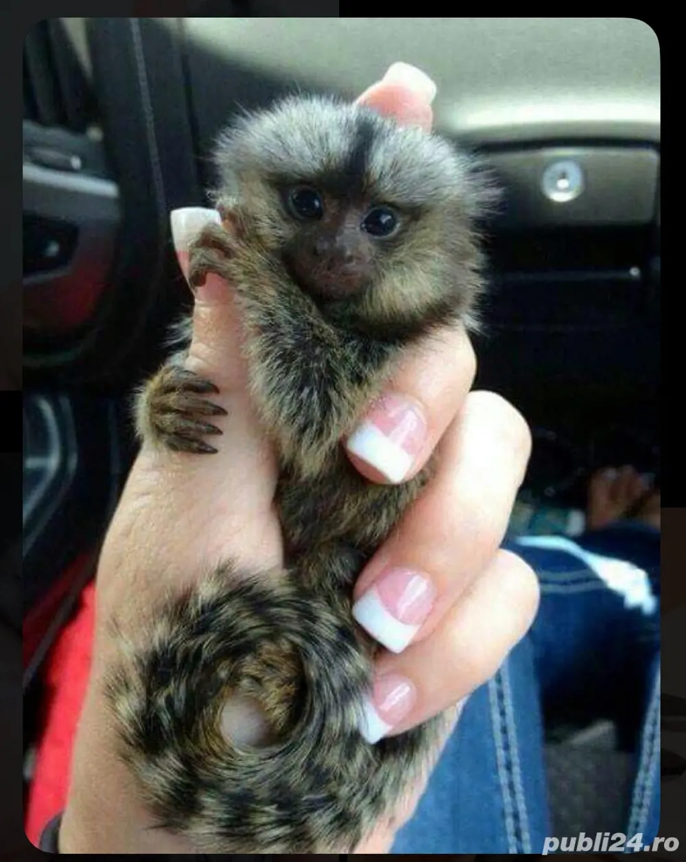 Primesc prin donatie pui de marmoset in Cluj