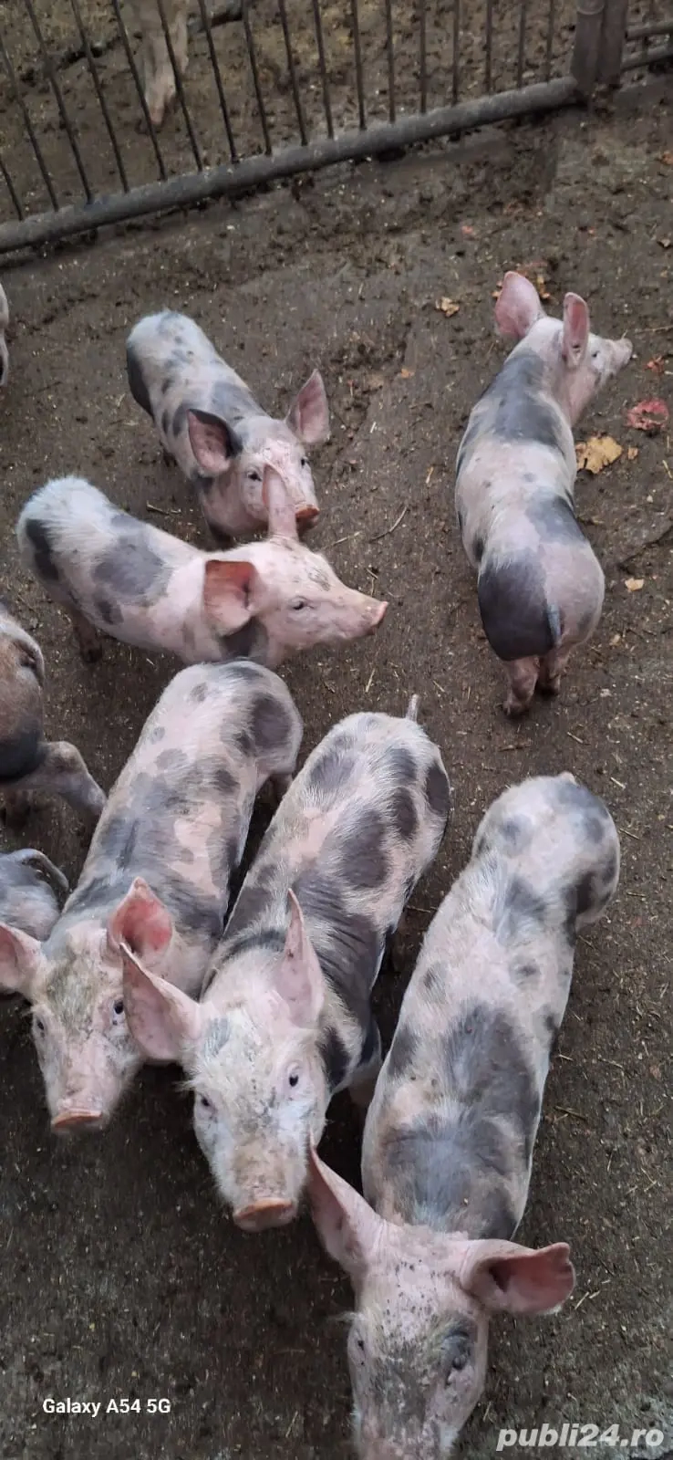 vand purcei 9 săptămânii 6 masculi-3 femele  crescuti bio. 