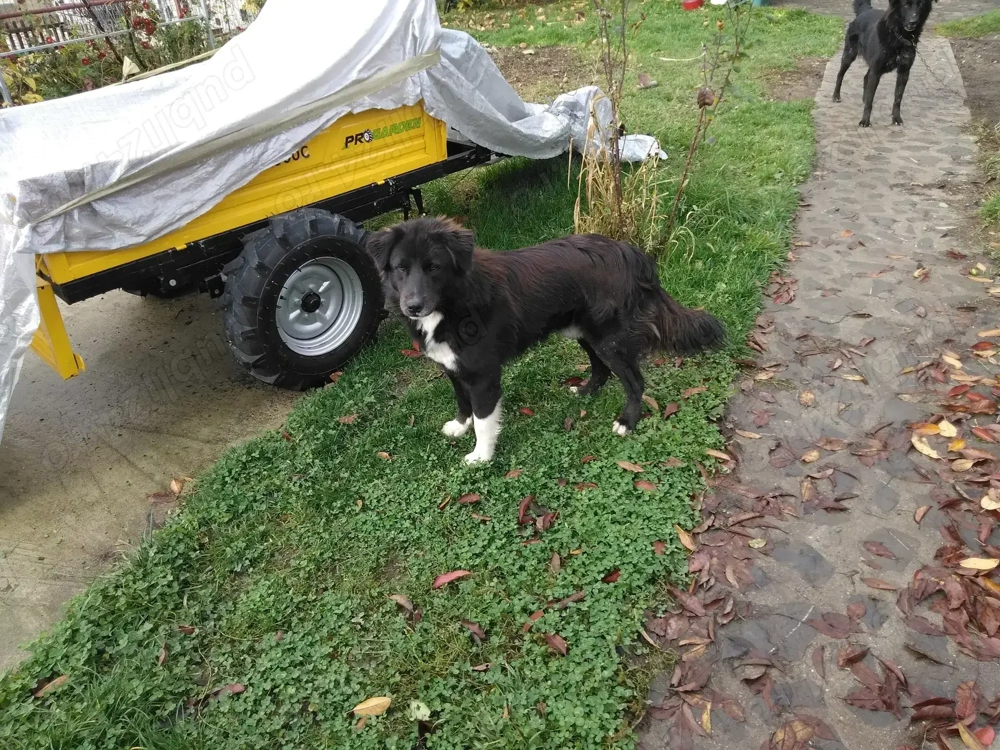 Schimb ciobanesc corb 