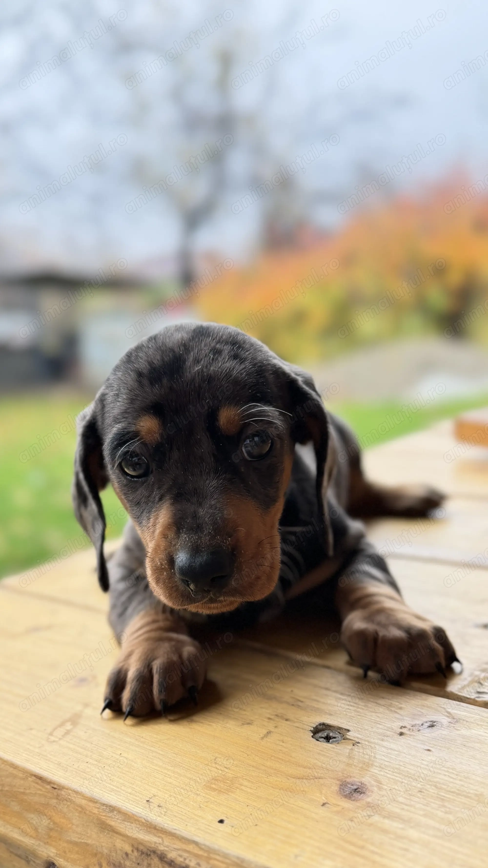  Pui Teckel Arlequin   talie medie 