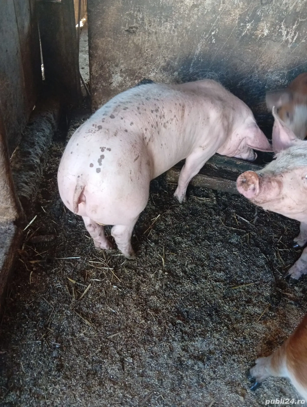 vand porci de 45 de kg de carne 