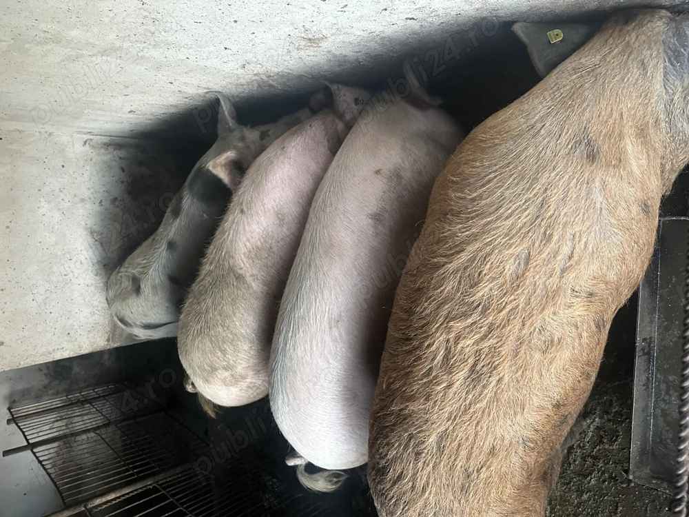 Porci 160-170kg 15lei kg