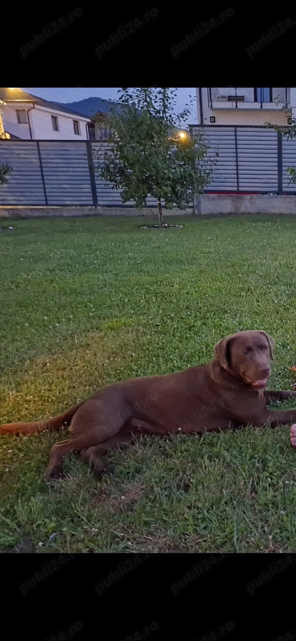 Donez Labrador Ciocolatiu