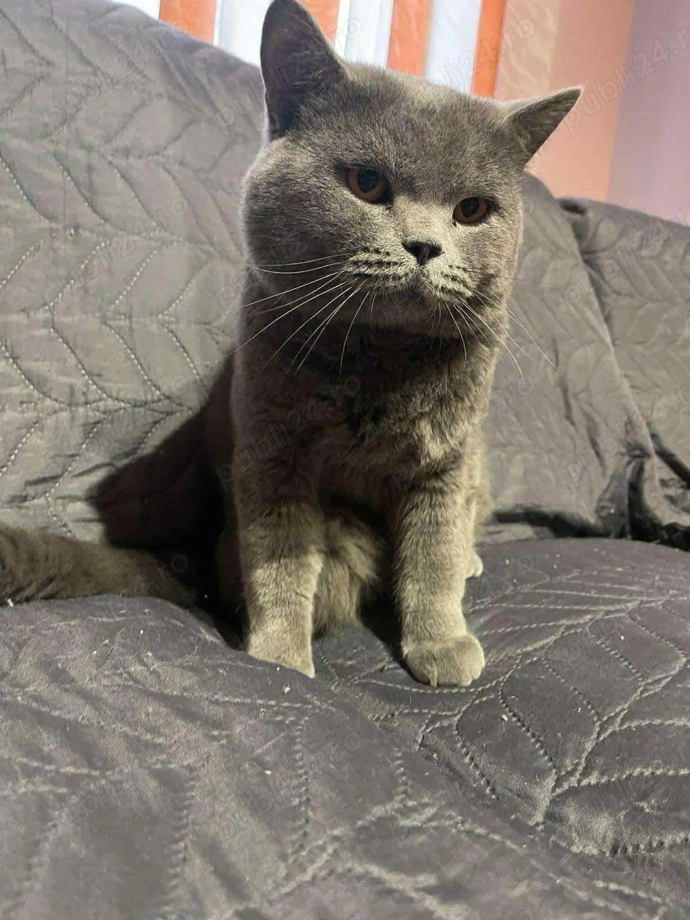 British Shorthair gris & alb