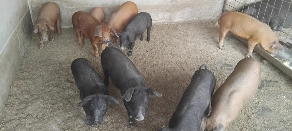 Porci si purcei Durok