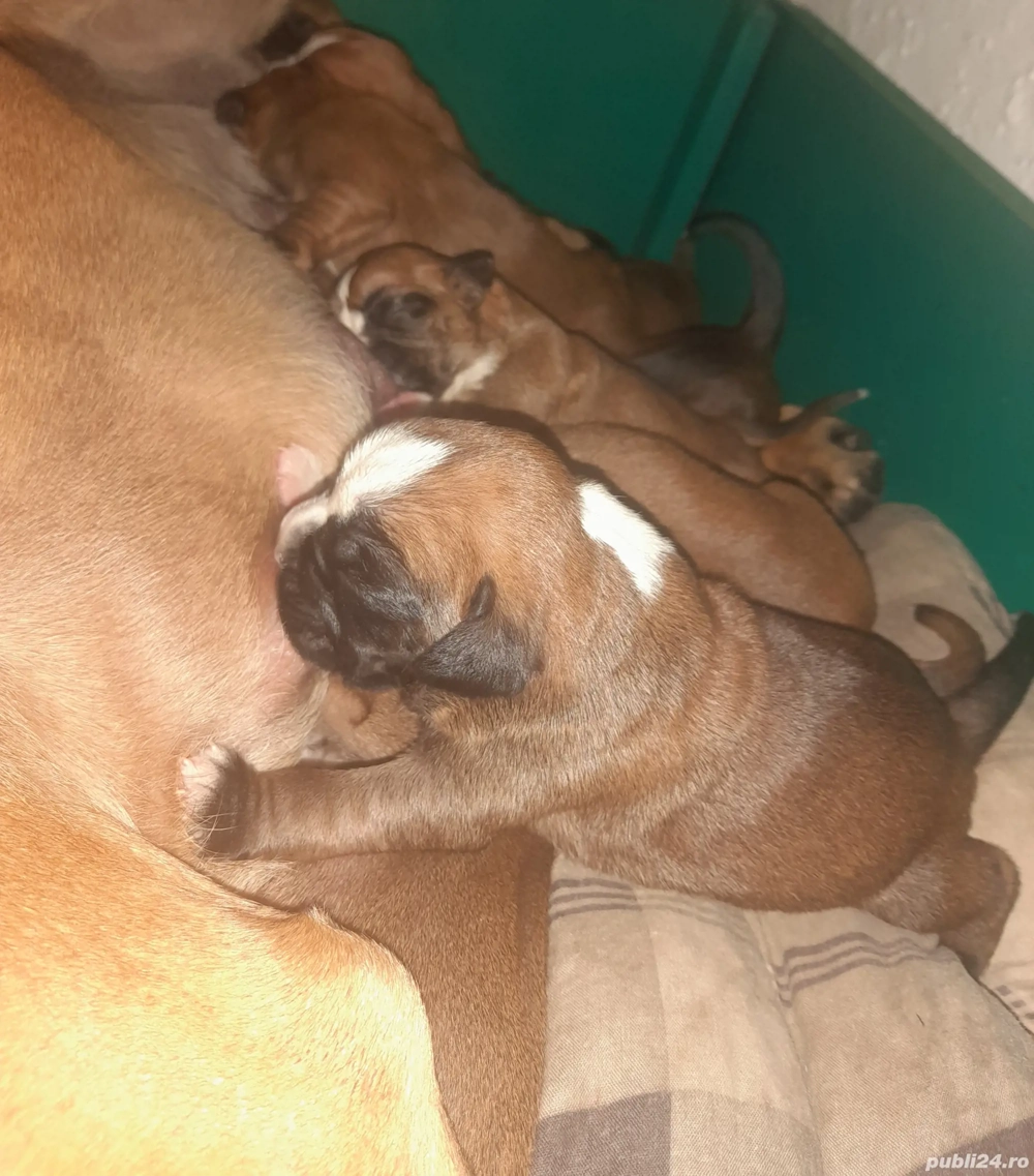 pui boxer german gold