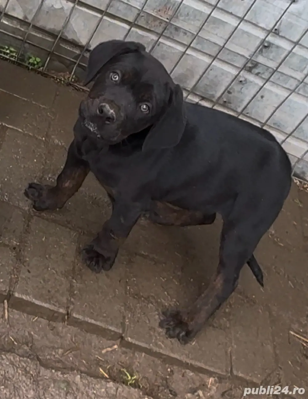 ATENTIE    A MAI RAMAS UN Pui Cane Corso DEOSEBIT  de vânzare   inteligenți, protectori și loiali