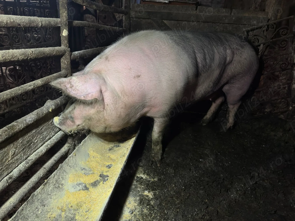 Porc mare crescut bio