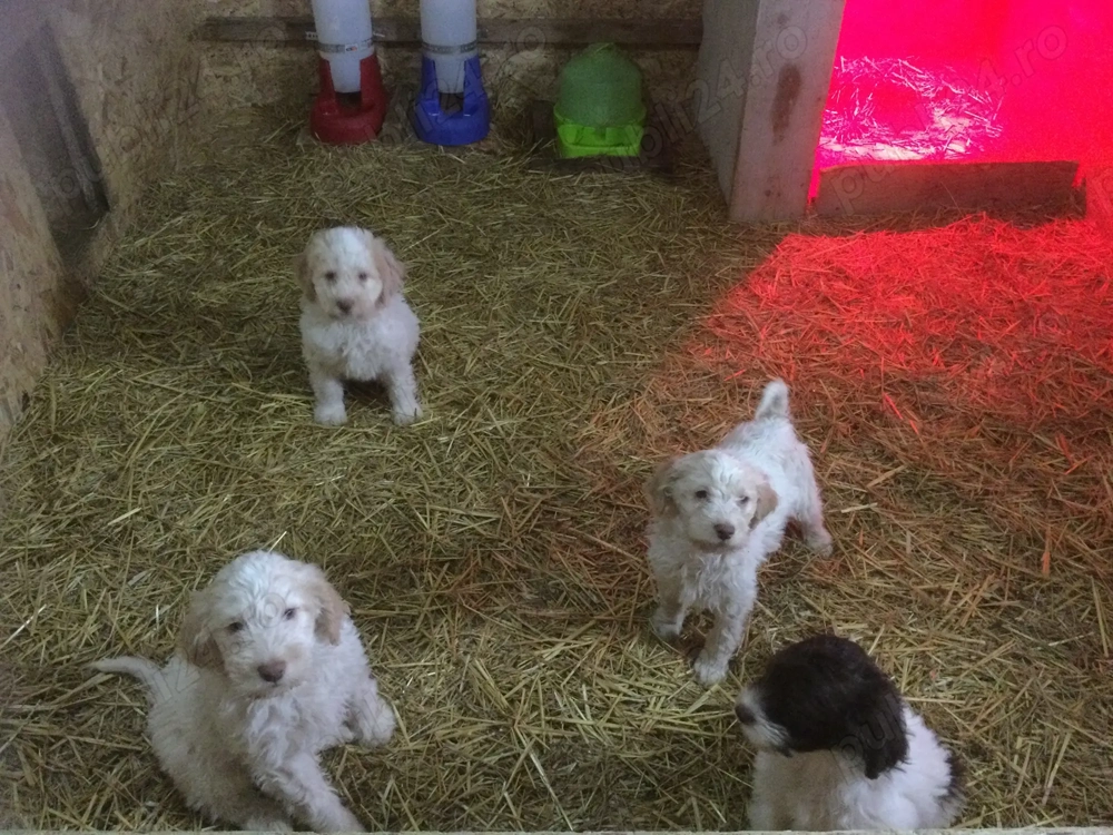 vand catei lagotto 