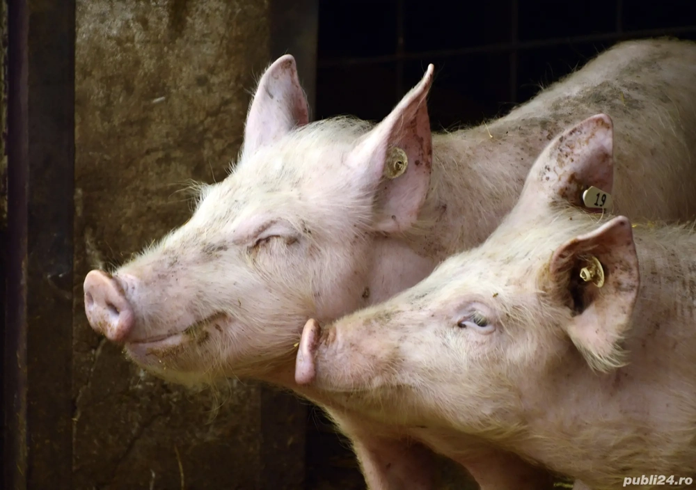 Porci de vanzare