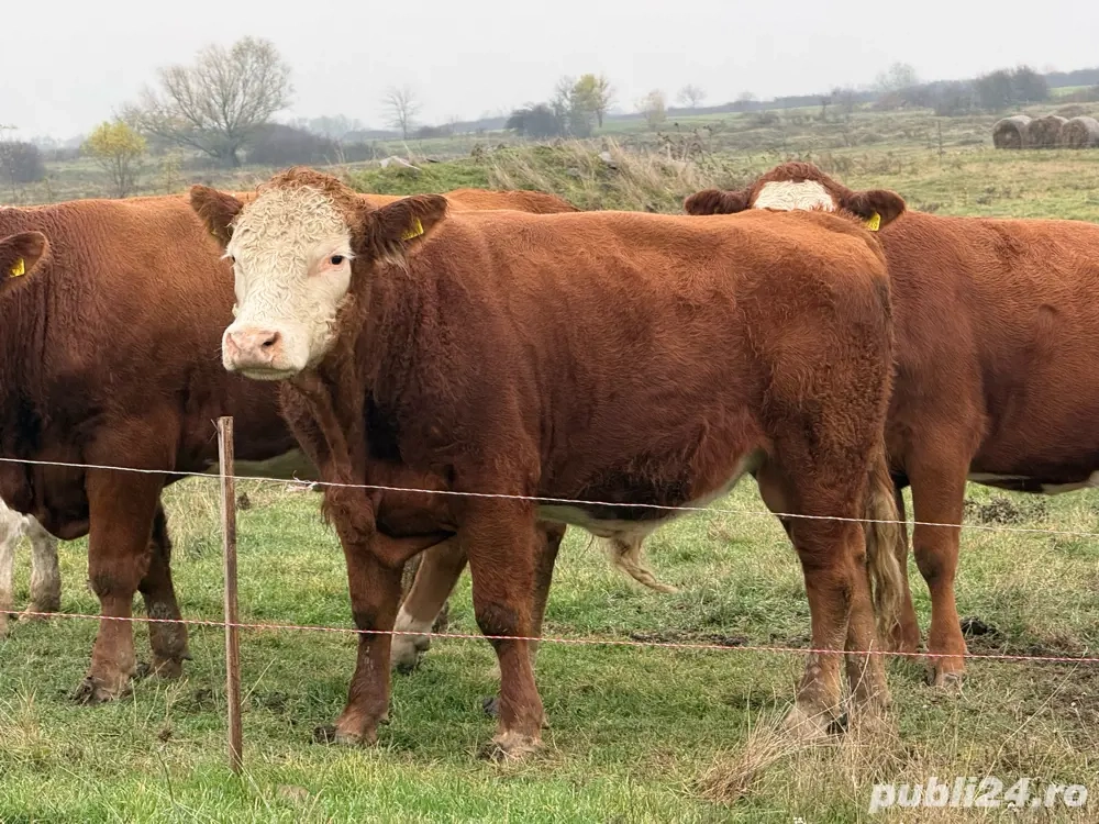 Taur   Vițel Angus cu Bălțat Romanesc 