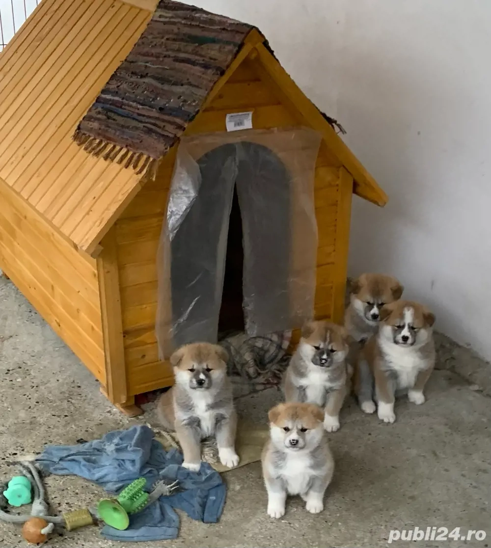 Akita Inu pui deosebiti  de vanzare