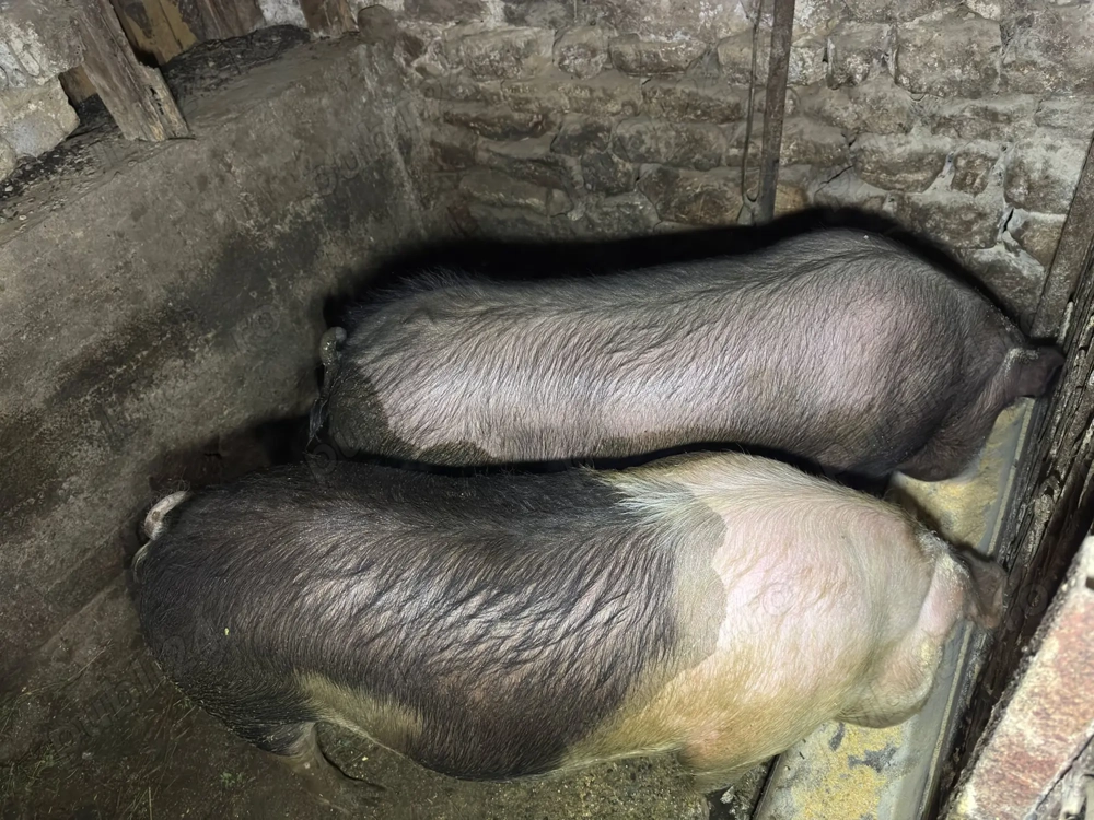 Unu din doi la alegere 