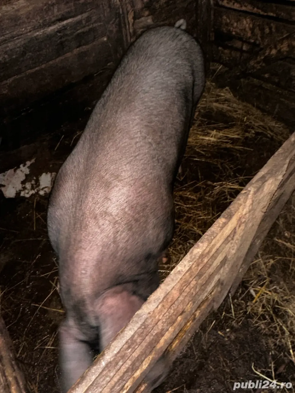 Porc de vanzare 170-180 Kg