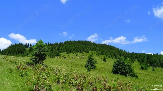 Câmpulung Muscel, Comuna Valea Mare   Dealul Mateiaș,  | Ofer spre închiriere două loturi pășune