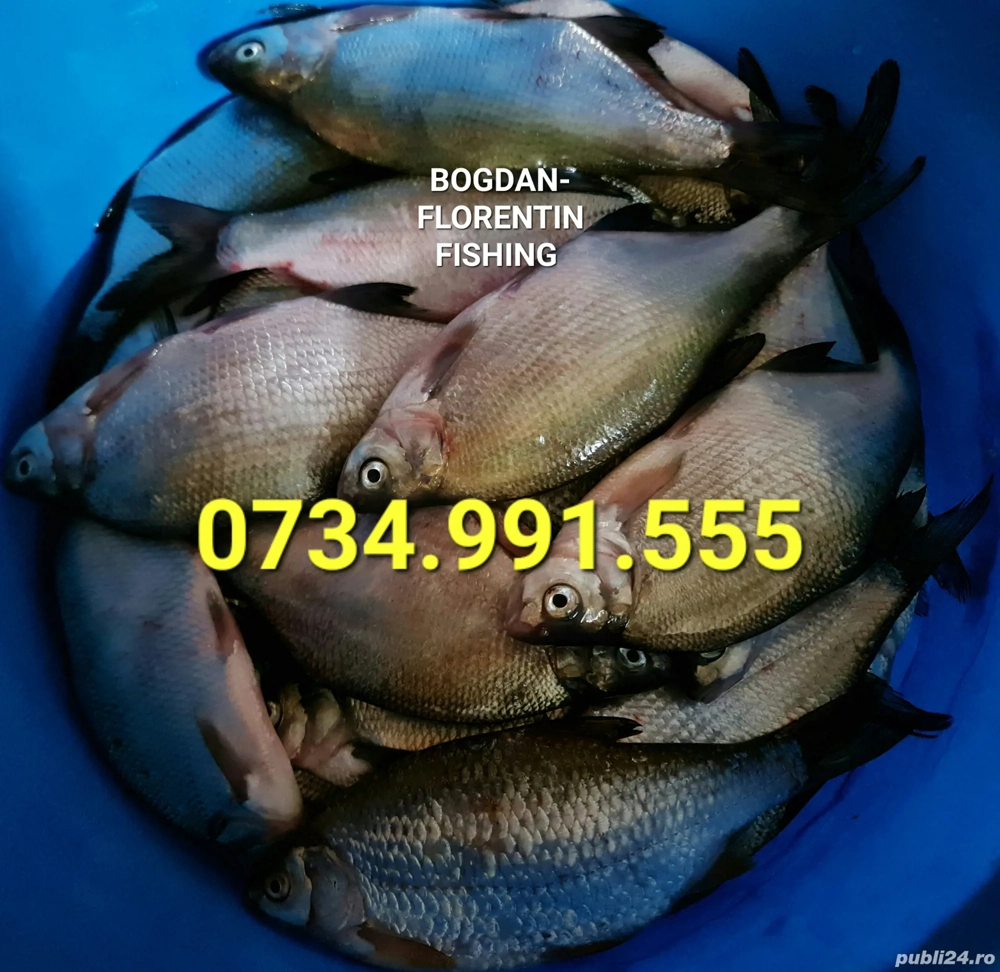 PEȘTE Proaspăt de Râu 