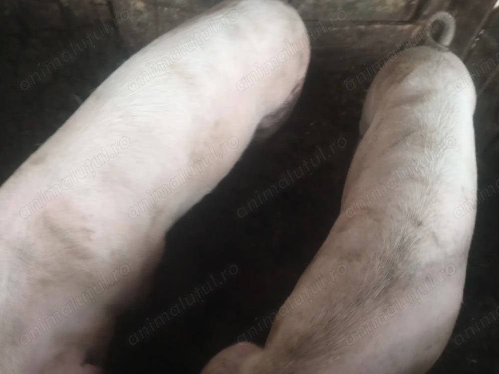 Vând porcii greutate 150 k și 170