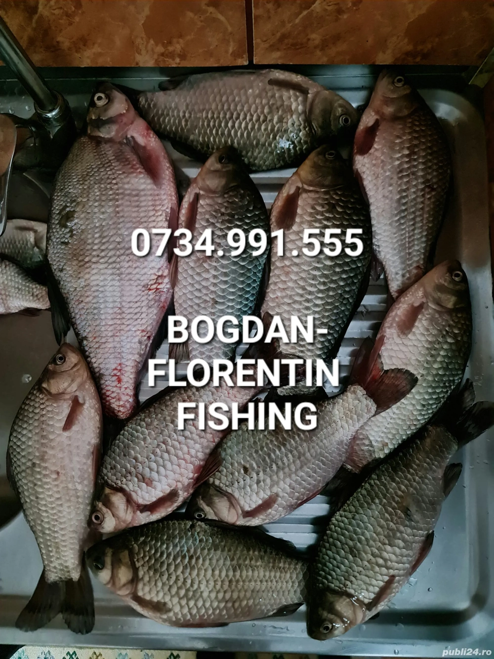 Peste Salbatic Proaspat 