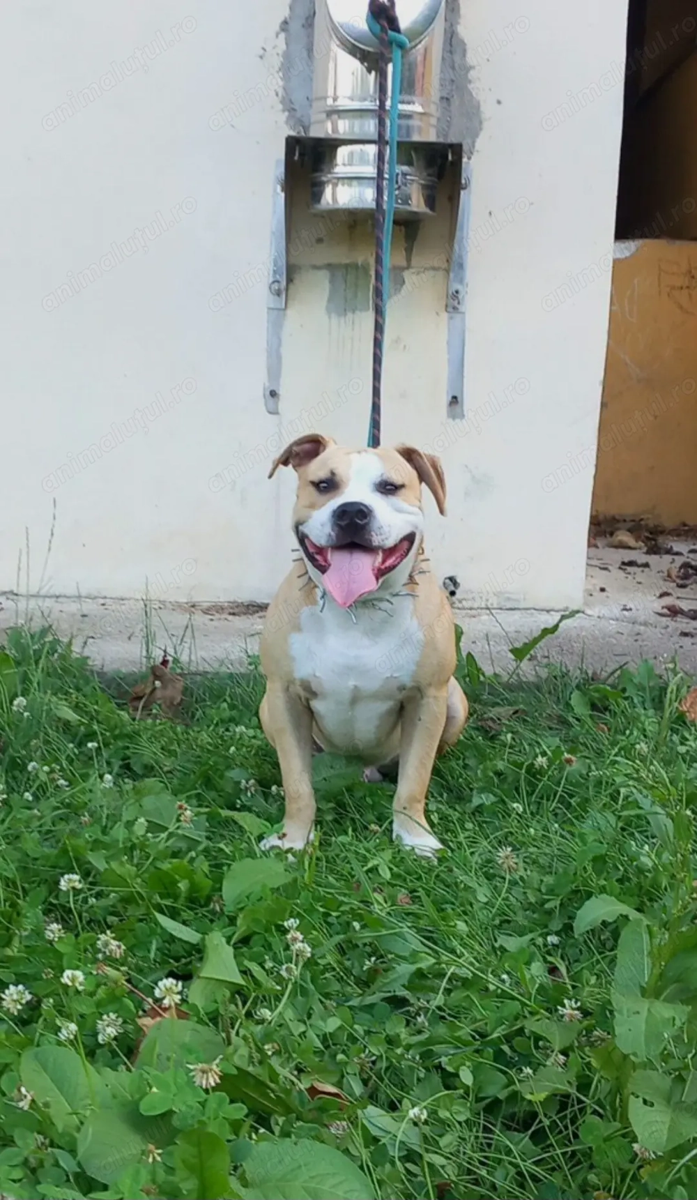 Mascul Amstaff caută parteneră