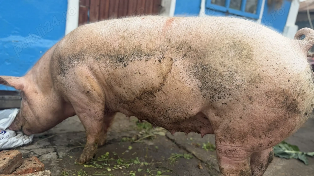Porc de vânzare este femelă 