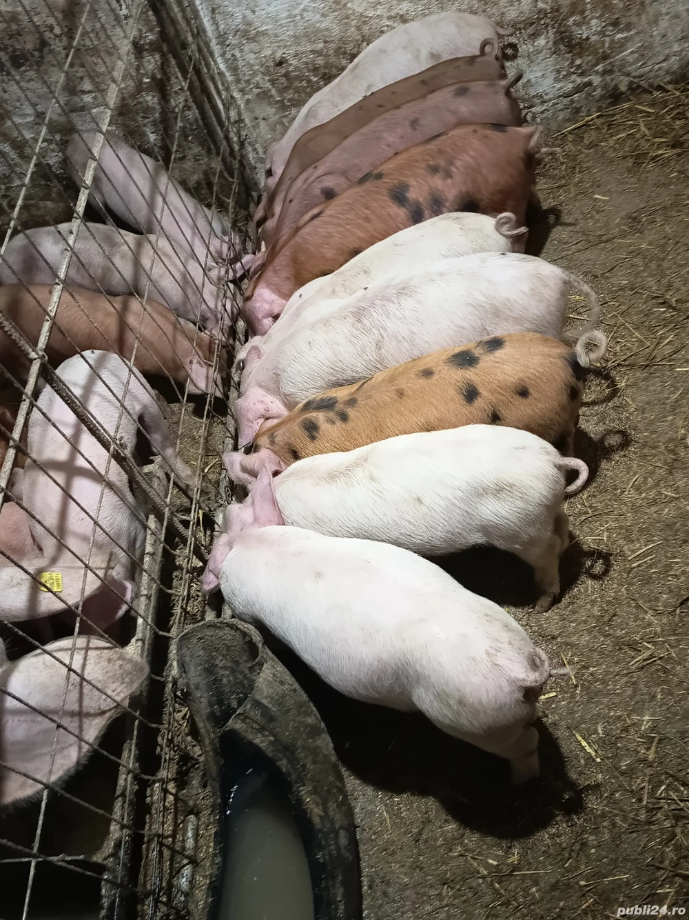 purcelusi de vanzare 