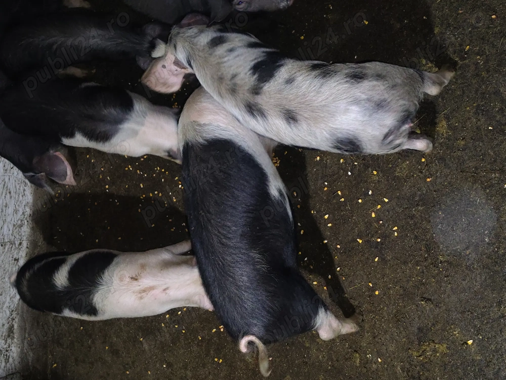 Vând grasunasi (șoldani)