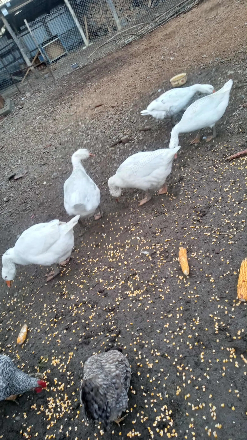 Vând gâște tinere 