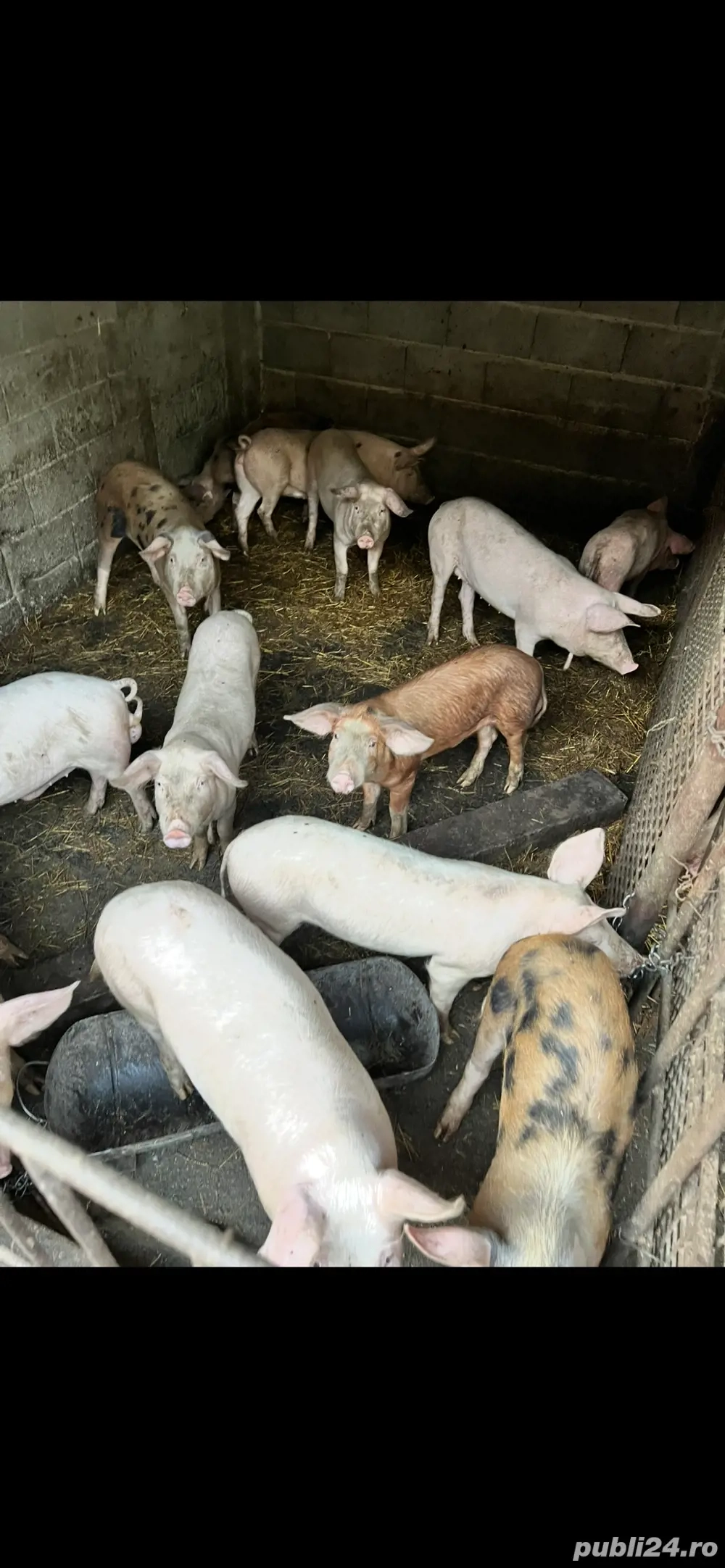 Vand purcei 750 Lei bucata