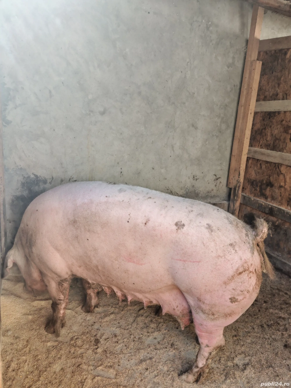 Porci pentru sacrificat