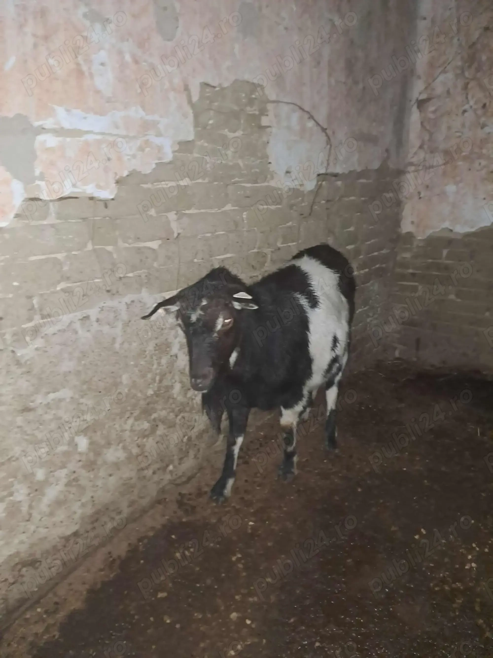 Capră tânără 2 ani