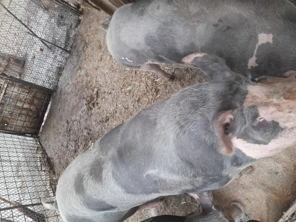 Porcii de vînzare rasă pietrean