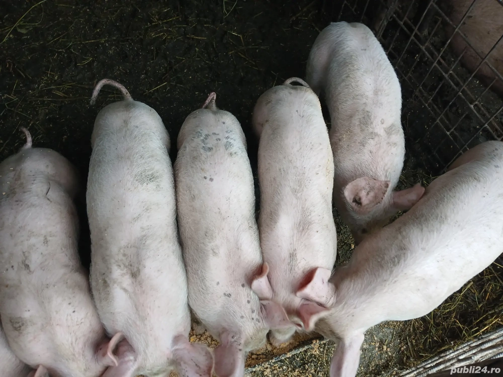 purcei de vanzare pietran maximus cu marele alb