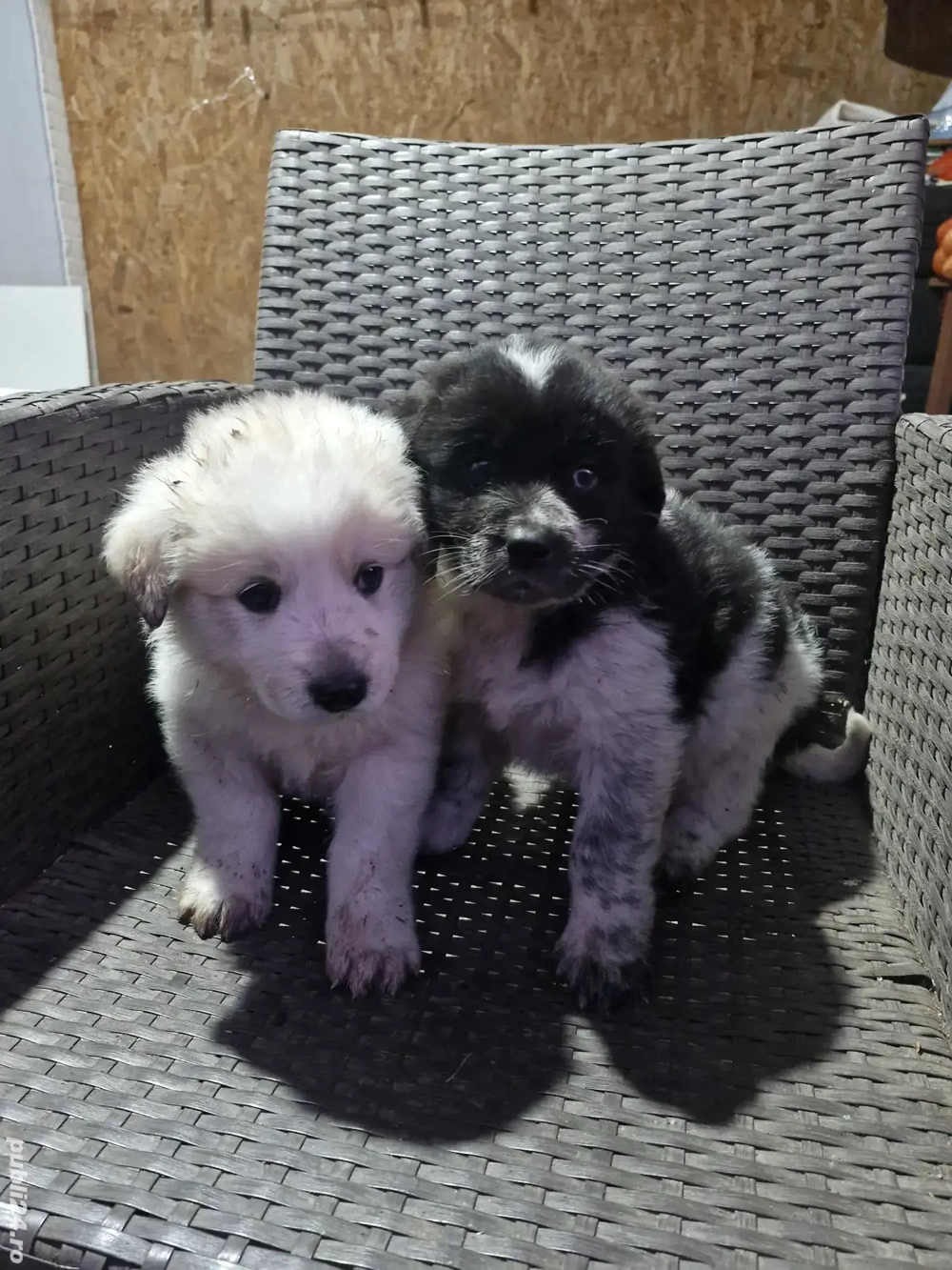 Vand căței ciobănesc 