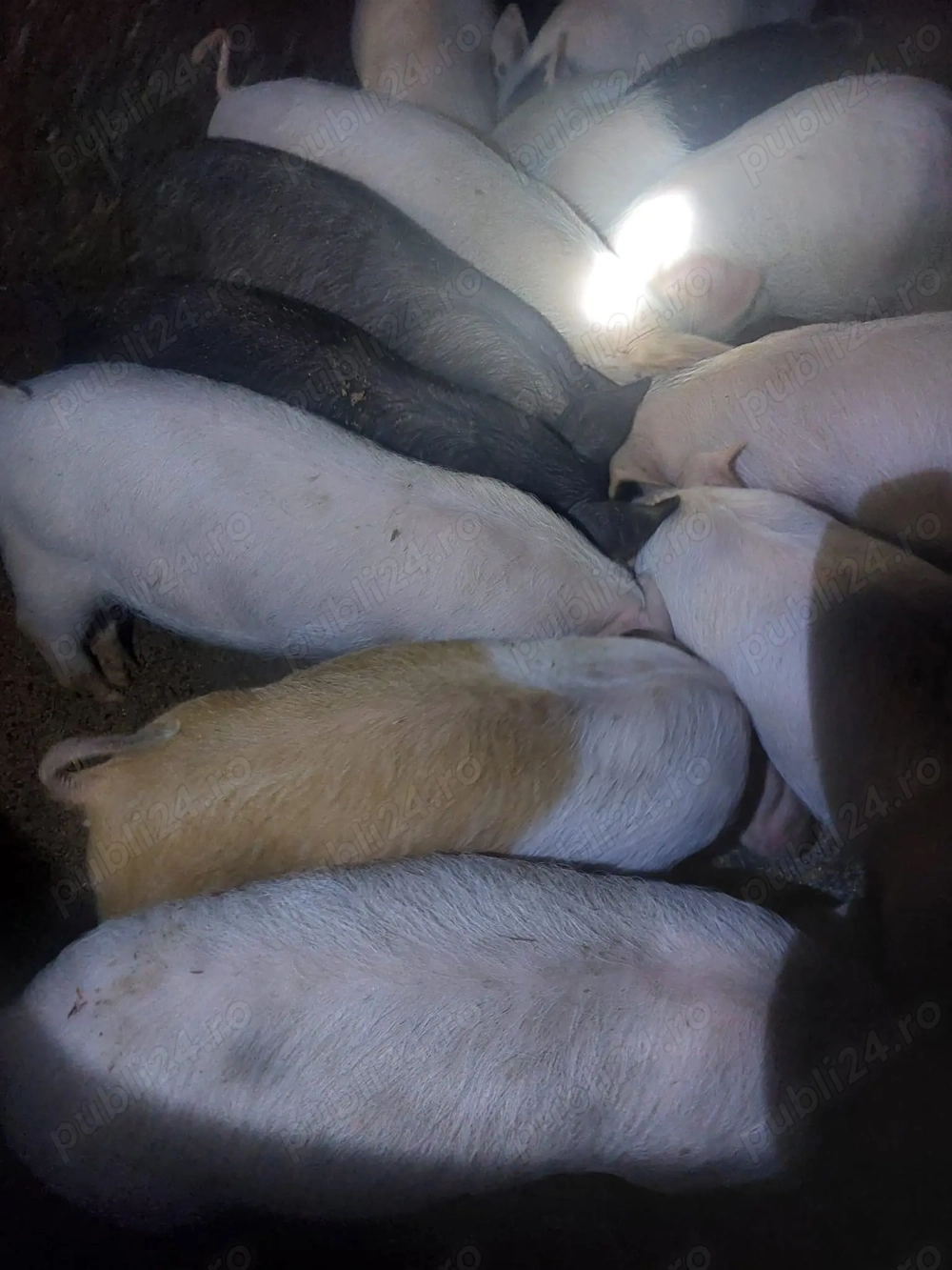 Vând purcei 10 săptămâni 8 buc