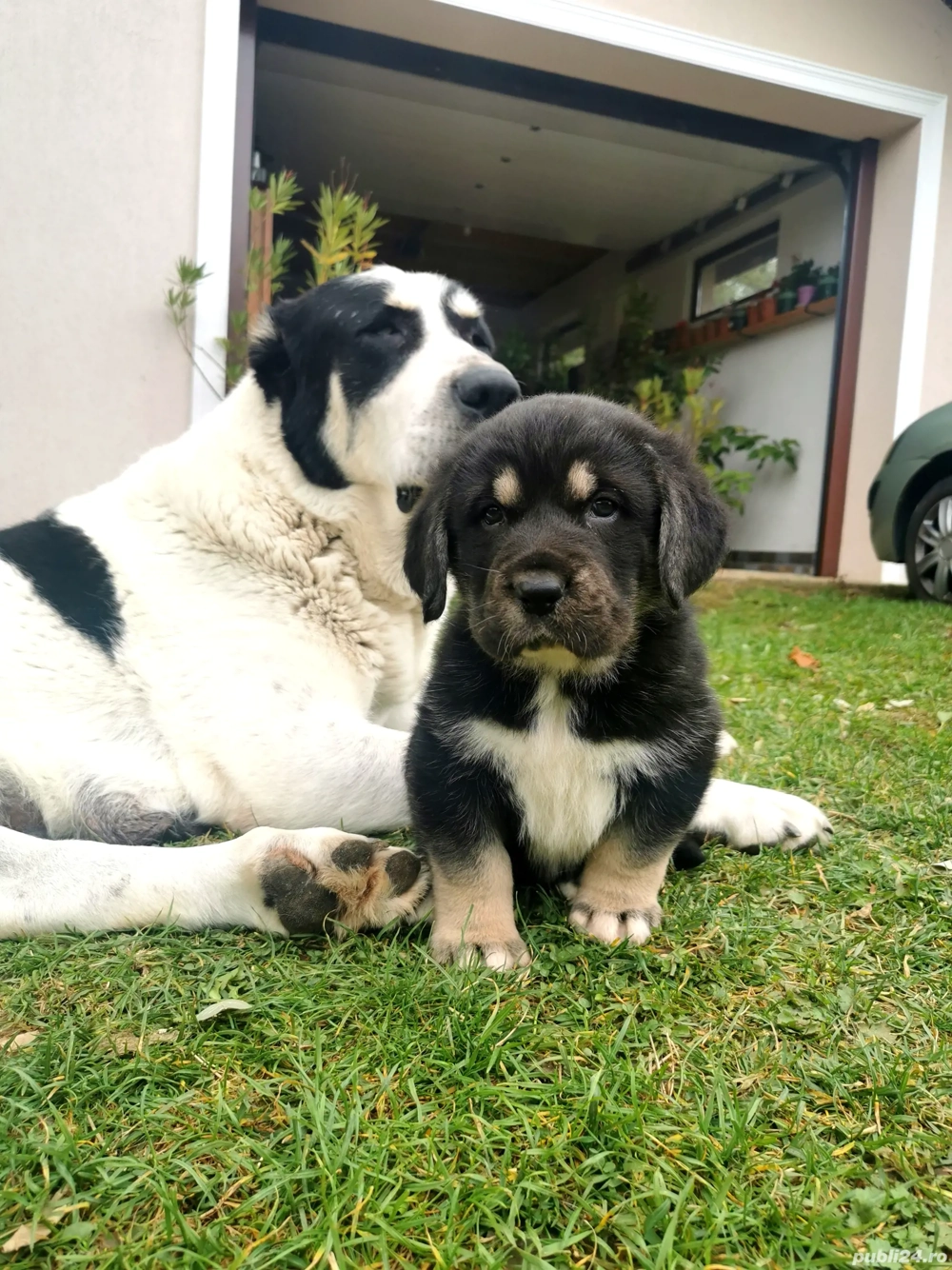 Femelă ciobănesc de asia centrală cu pedigree 