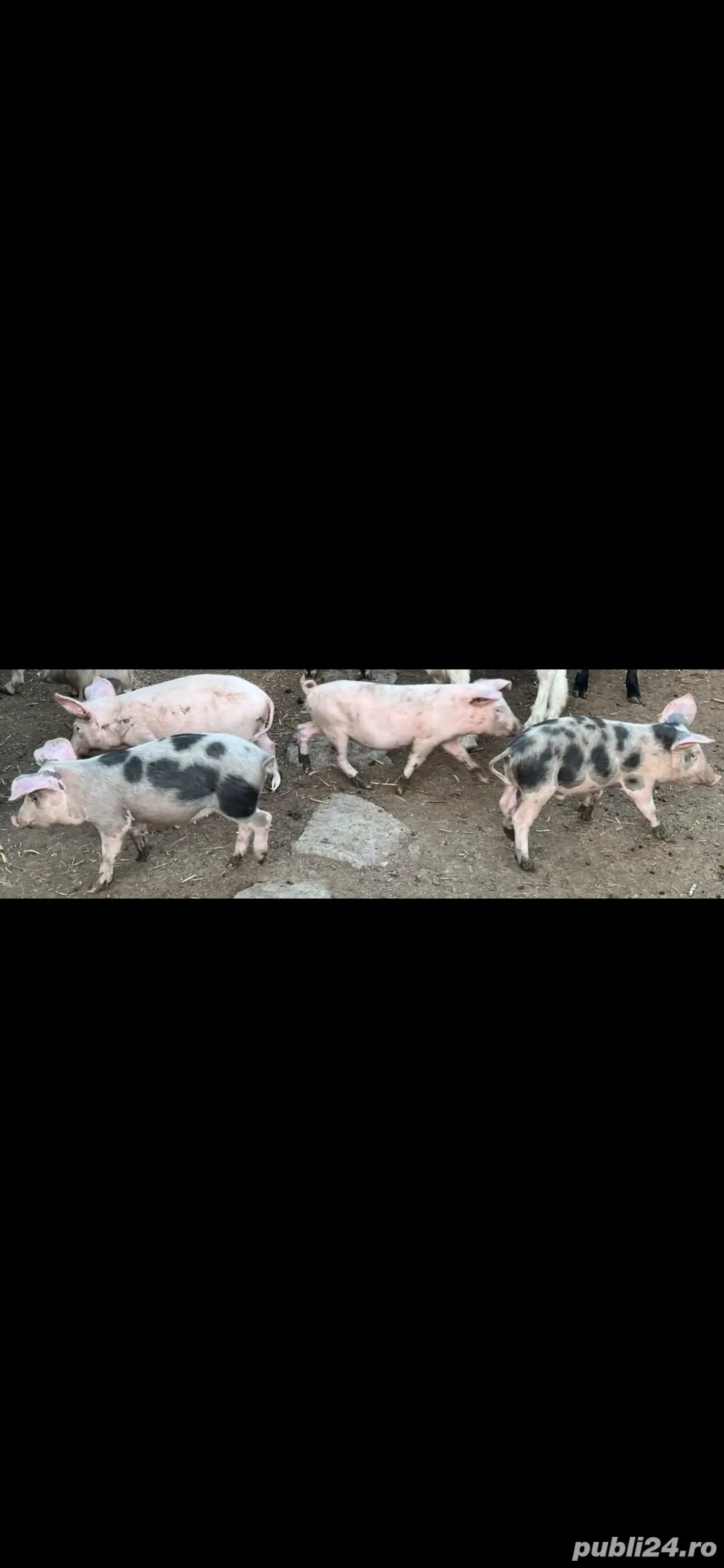 Purcei 400 lei  bucata