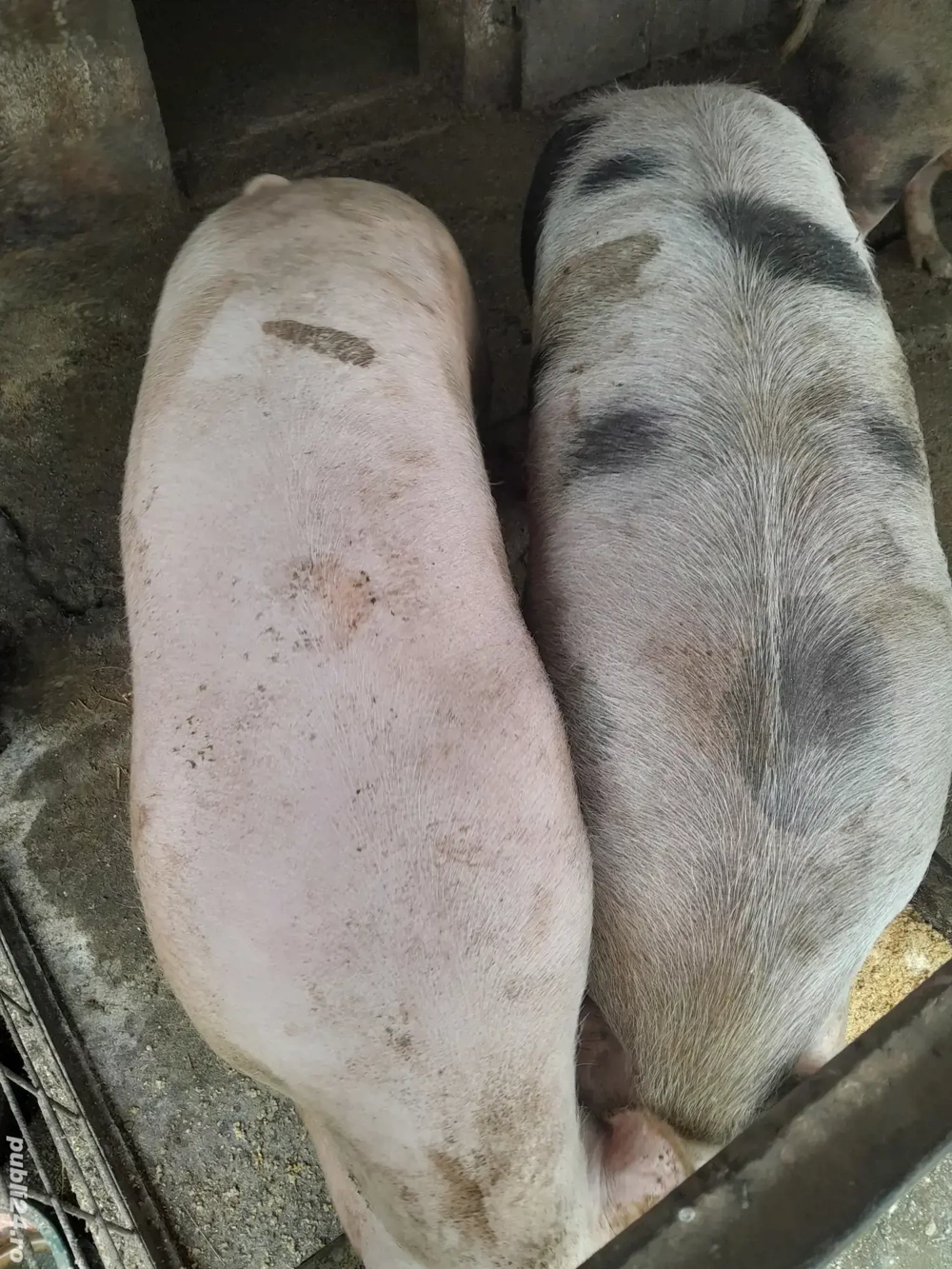 Vând porci 130-180 kg