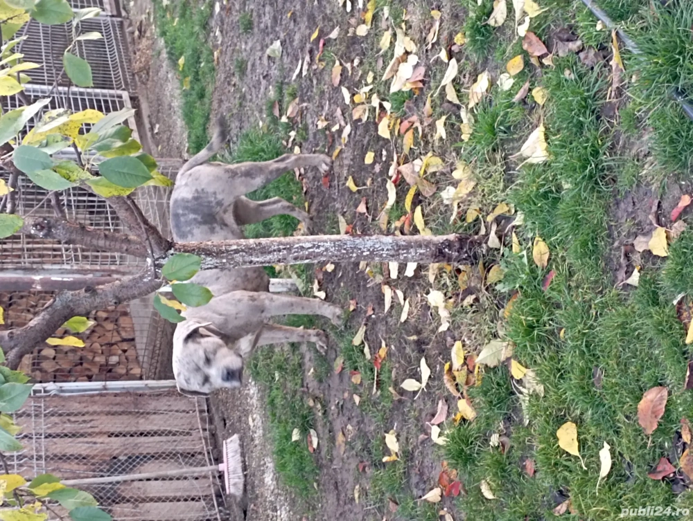Femelă American Bully Merle 