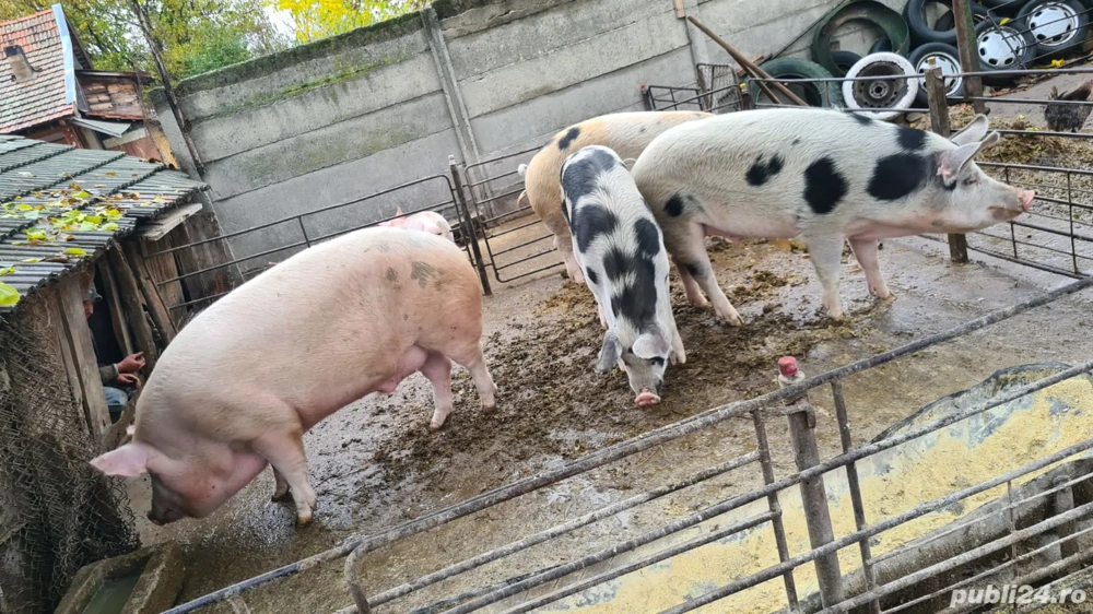Porci de vanzare