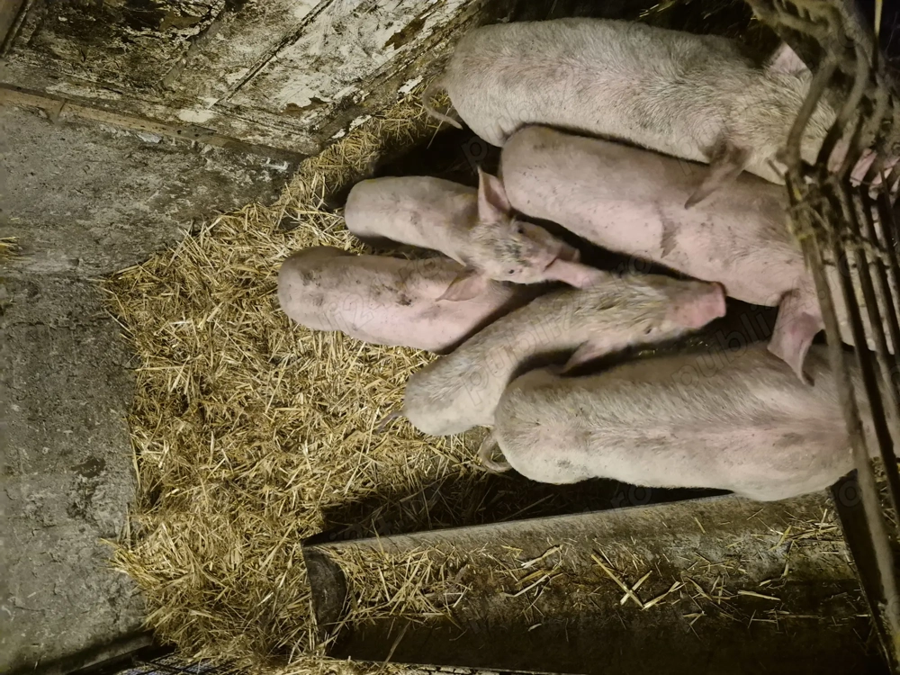 Purcei Marele alb cu Pic