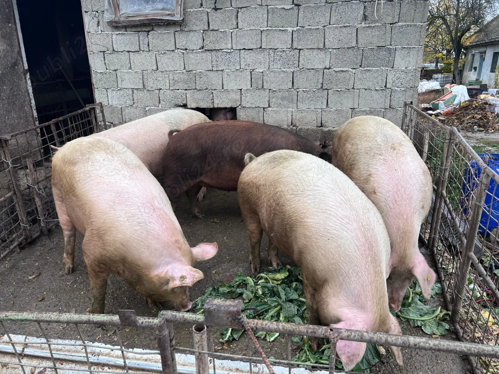 Porci de vanzare pentru taiat